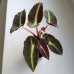 Begonia listada S - liście jak pioruny - obrazek 8