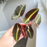 Begonia listada S - liście jak pioruny - obrazek 5