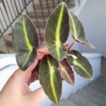 Begonia listada S - liście jak pioruny - obrazek 7