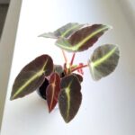 Begonia listada S - liście jak pioruny - obrazek 9