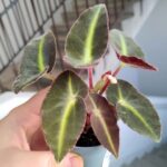 Begonia listada S - liście jak pioruny - obrazek 6