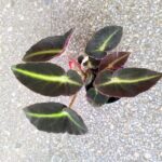 Begonia listada S - liście jak pioruny - obrazek 4