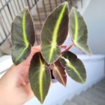 Begonia listada S - liście jak pioruny - obrazek 3
