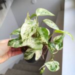 Epipremnum Marble King - obrazek 2