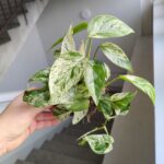 Epipremnum Marble King - obrazek 10