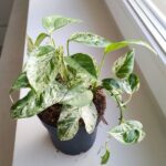 Epipremnum Marble King - obrazek 9