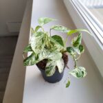 Epipremnum Marble King - obrazek 6