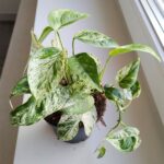 Epipremnum Marble King - obrazek 5