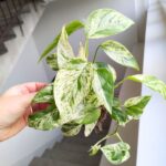 Epipremnum Marble King - obrazek 12