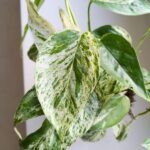 Epipremnum Marble King - obrazek 11