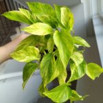 Epipremnum Neon Queen - obrazek 7