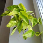 Epipremnum Neon Queen - obrazek 2