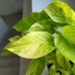 Epipremnum Neon Queen - obrazek 6