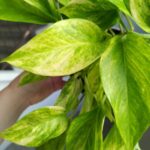 Epipremnum Neon Queen - obrazek 4