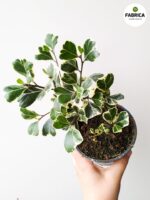 Ficus / Fikus Triangularis Variegata - serduszkowe liście - obrazek 5