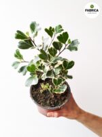 Ficus / Fikus Triangularis Variegata - serduszkowe liście - obrazek 4