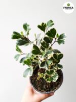 Ficus / Fikus Triangularis Variegata - serduszkowe liście