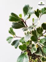 Ficus / Fikus Triangularis Variegata - serduszkowe liście - obrazek 2