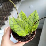 Hoja / Hoya callistophylla KAL 16 - obrazek 3