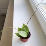 Hoja / Hoya callistophylla KAL 16 - obrazek 8