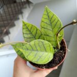 Hoja / Hoya callistophylla KAL 16 - obrazek 9