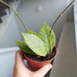 Hoja / Hoya callistophylla KAL 16 - obrazek 4