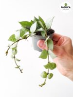 Hoya krohniana Eskimo S / Hoja - obrazek 6