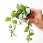 Hoya krohniana Eskimo S / Hoja