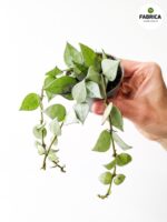 Hoya krohniana Eskimo S / Hoja