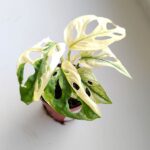 Monstera Adansonii Variegata - obrazek 4