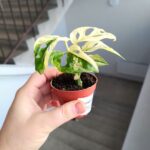 Monstera Adansonii Variegata - obrazek 3