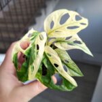 Monstera Adansonii Variegata