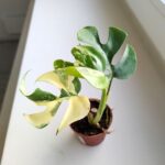 Monstera Minima Variegata