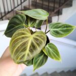 Filodendron / philodendron El Choco - obrazek 8