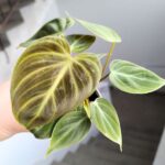 Filodendron / philodendron El Choco - obrazek 7