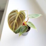 Filodendron / philodendron El Choco - obrazek 6