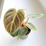 Filodendron / philodendron El Choco