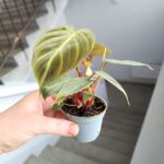 Filodendron / philodendron El Choco - obrazek 5