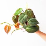 Filodendron / Philodendron Micans M