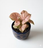 Syngonium 'Neon' Zroślicha - obrazek 7