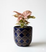 Syngonium 'Neon' Zroślicha - obrazek 8