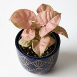 Syngonium 'Neon' Zroślicha