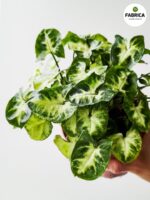 Syngonium Pixie - Zroślicha - obrazek 9