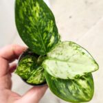 Aglaonema Snowflake - obrazek 5