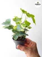 Bluszcz Hedera helix Variegata - obrazek 2