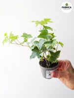 Bluszcz Hedera helix Variegata - obrazek 5