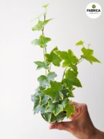 Bluszcz Hedera helix Variegata - obrazek 4