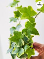 Bluszcz Hedera helix Variegata