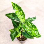 Aglaonema Pictum Tricolor
