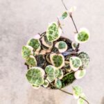 Ceropegia woodii Variegata - maluch